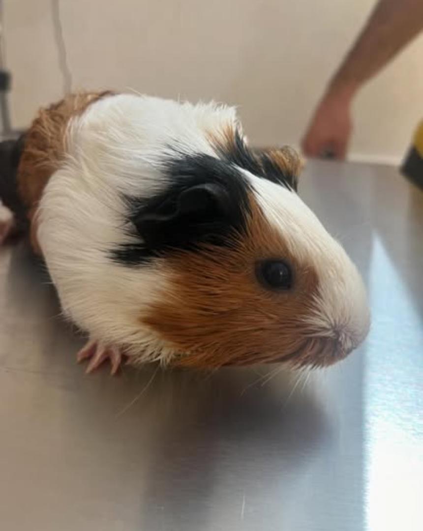 کلینیک دامپزشکی پتیکا در میدان چهارده معصوم کاشان